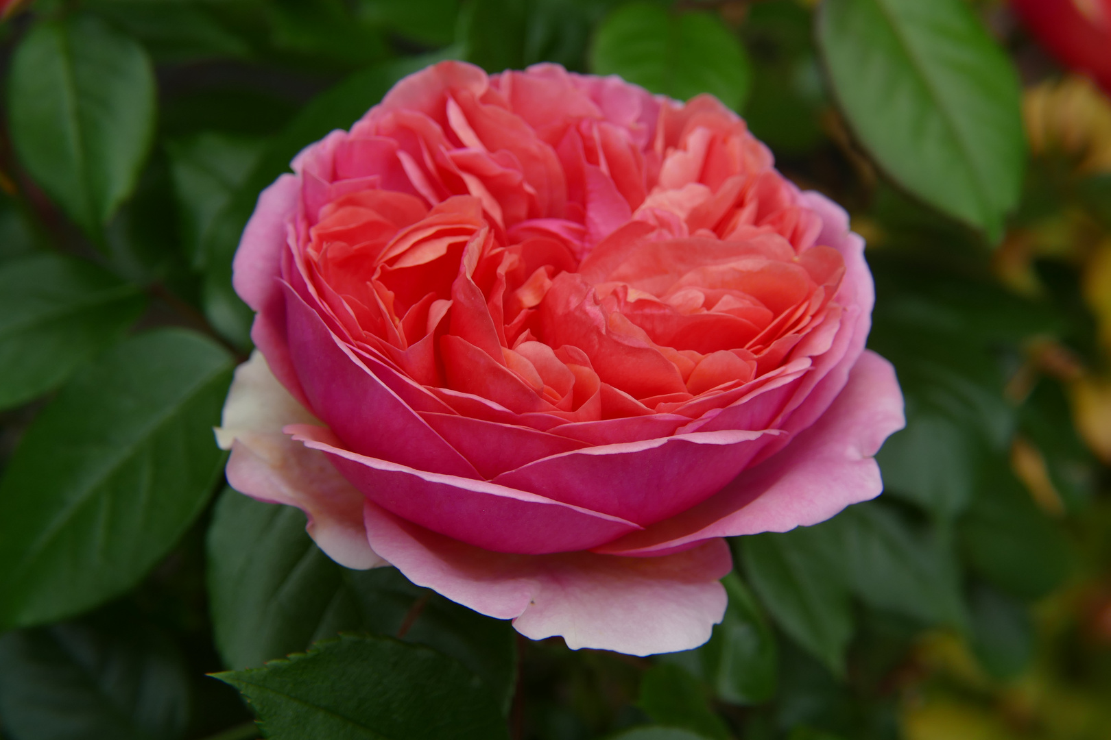  "Rose Chippendale"- Faszinierende Blütenschönheit