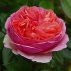  "Rose Chippendale"- Faszinierende Blütenschönheit