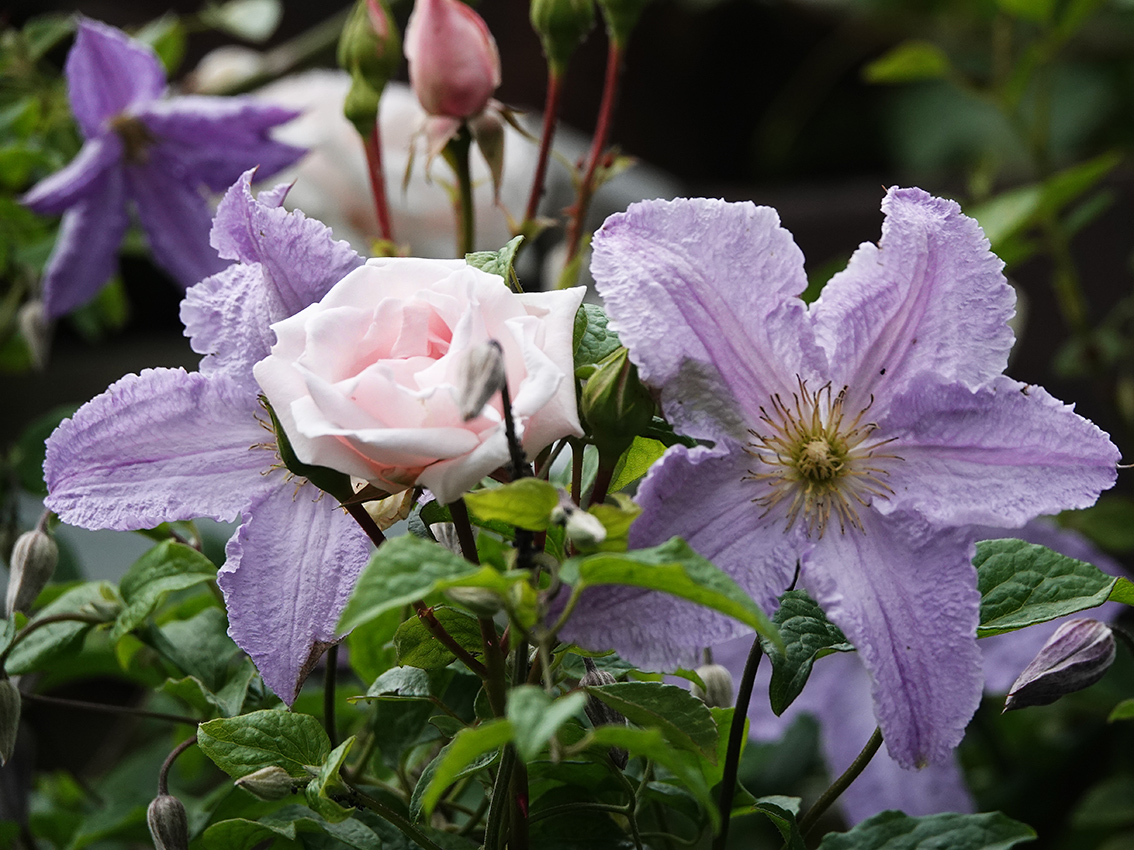 Rose & Clematis