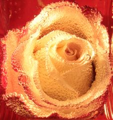 Rose close up