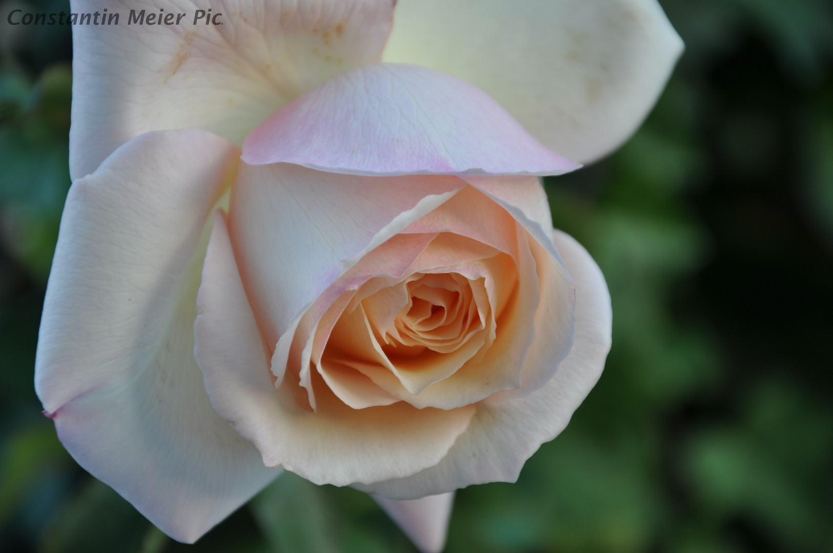 Rose - CloseUp