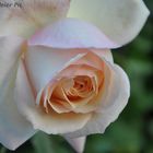 Rose - CloseUp