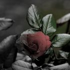 Rose - Color-key - ein Versuch -