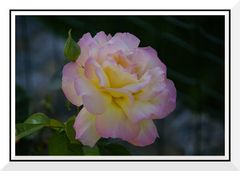 Rose colorée douce