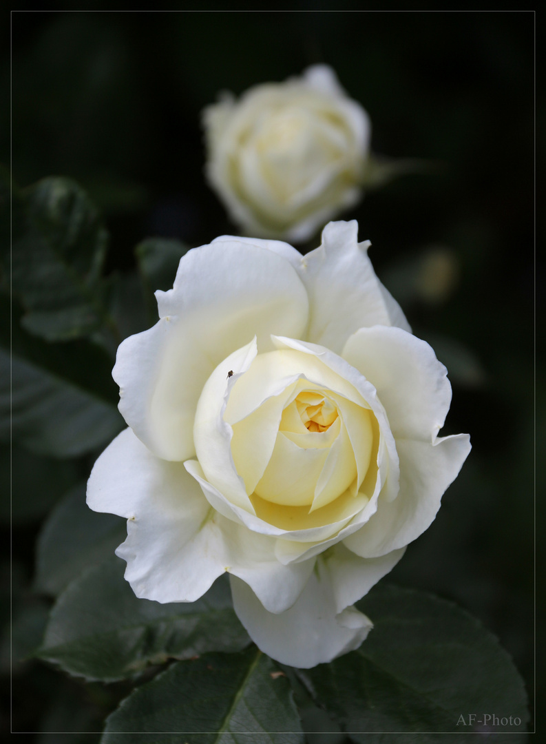 Rose "Cristal"