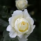 Rose "Cristal"