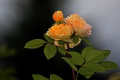 Rose Crown Princess Margarete