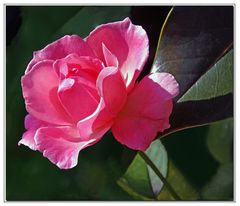 rose d autunno....