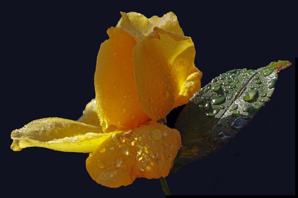 rose d hiver......  2ème version