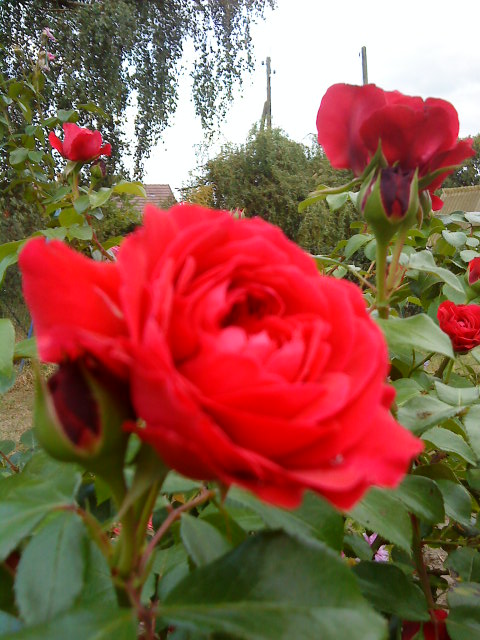 Rose