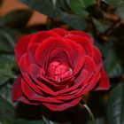 # Rose #