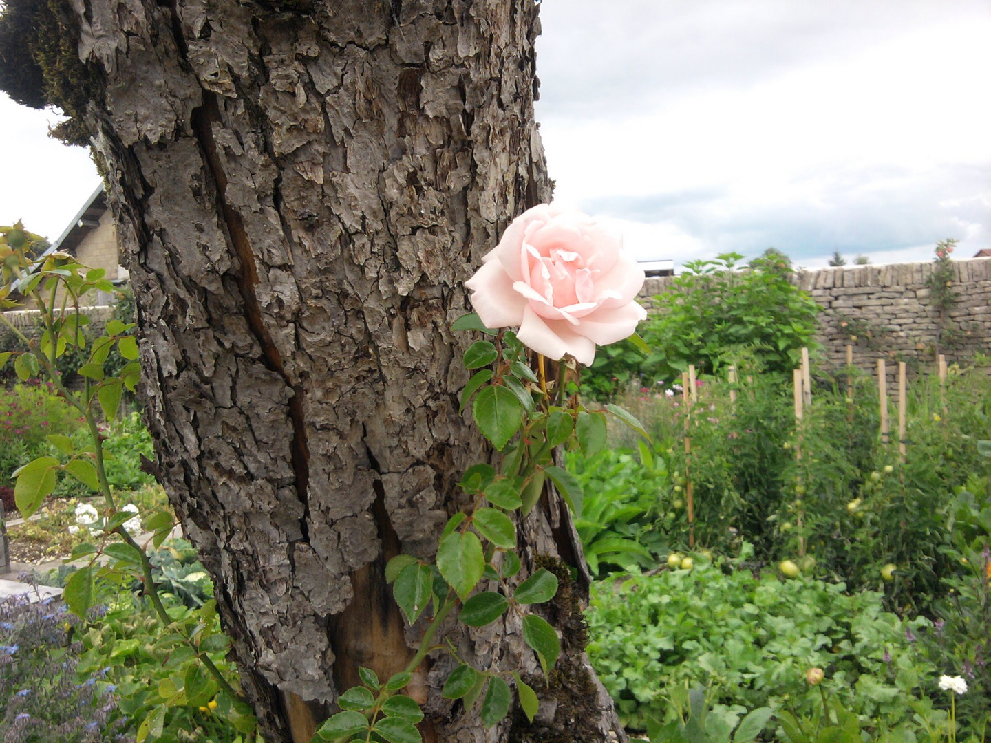 Rose d'amitié