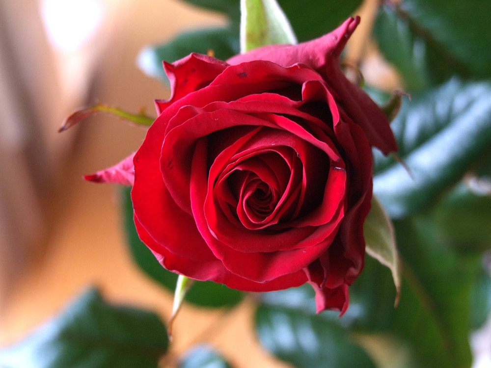 Rose D Amour Photo Et Image Macro Nature Macro Orchidees Sauvages Nature Images Fotocommunity