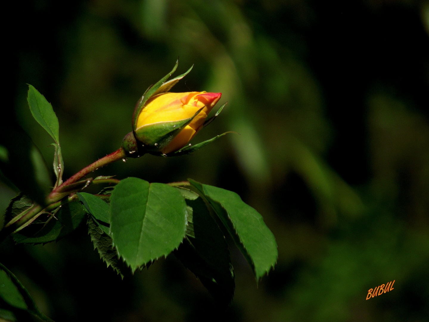 ROSE DANS MON VILLAGE