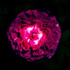 Rose dark pink
