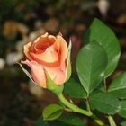 Rose de Bagatelle