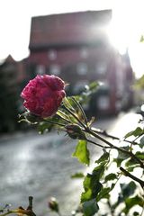 Rose de janvier