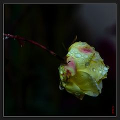 Rose de Janvier