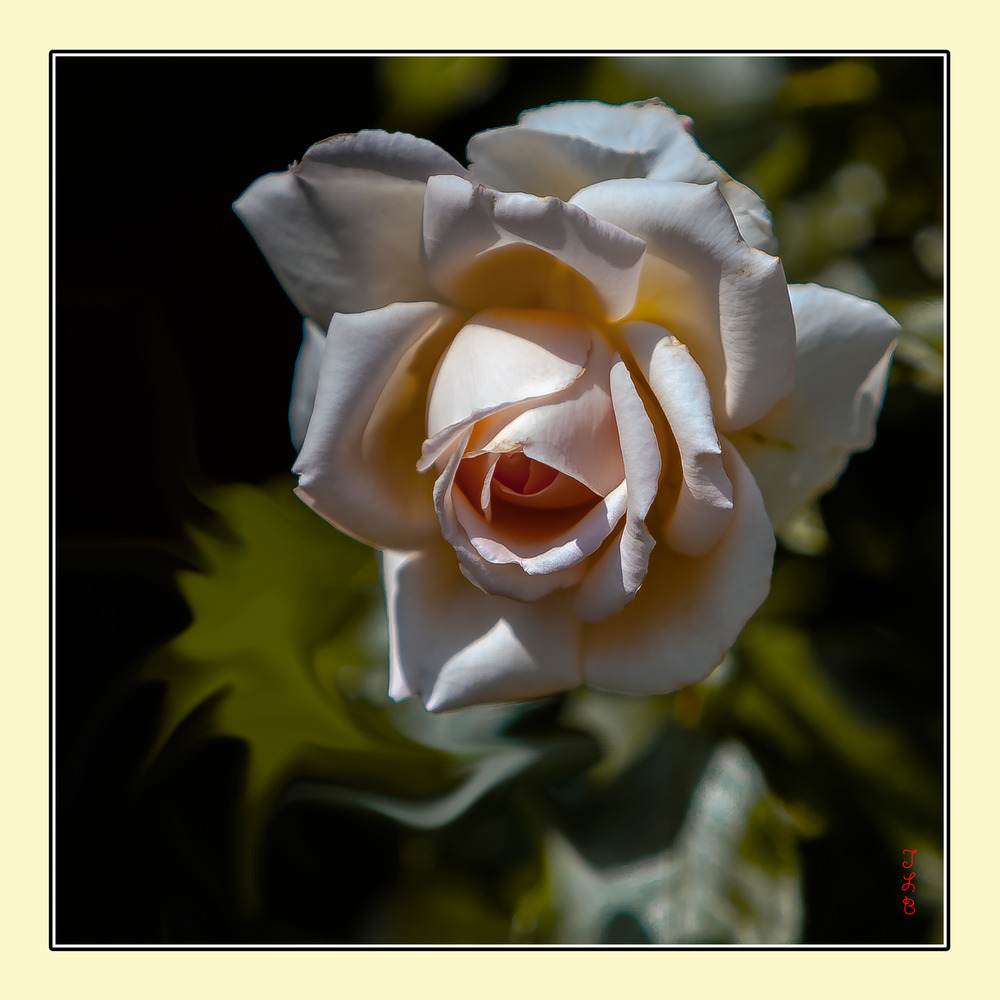 Rose de Juillet