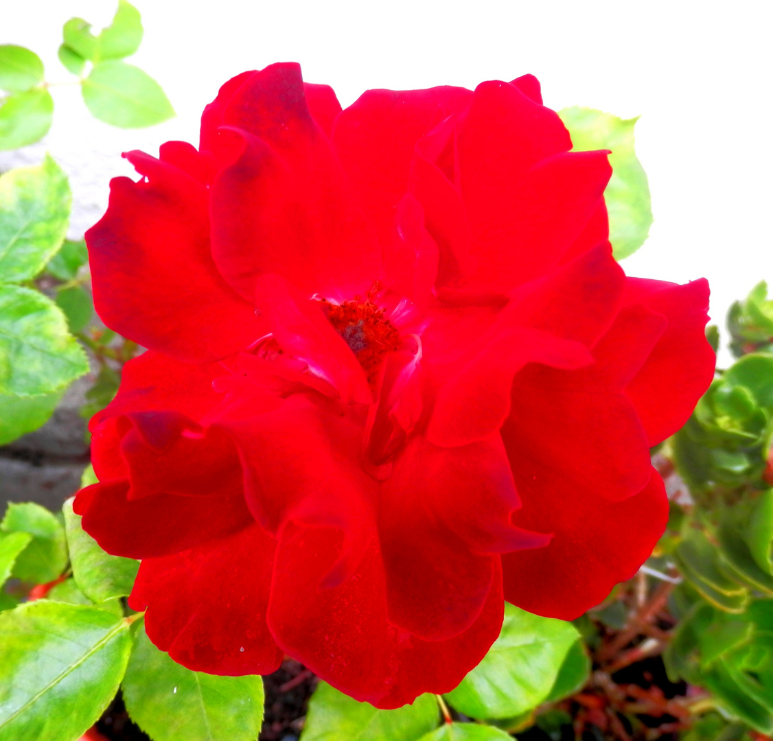 Rose de la Saint Jean