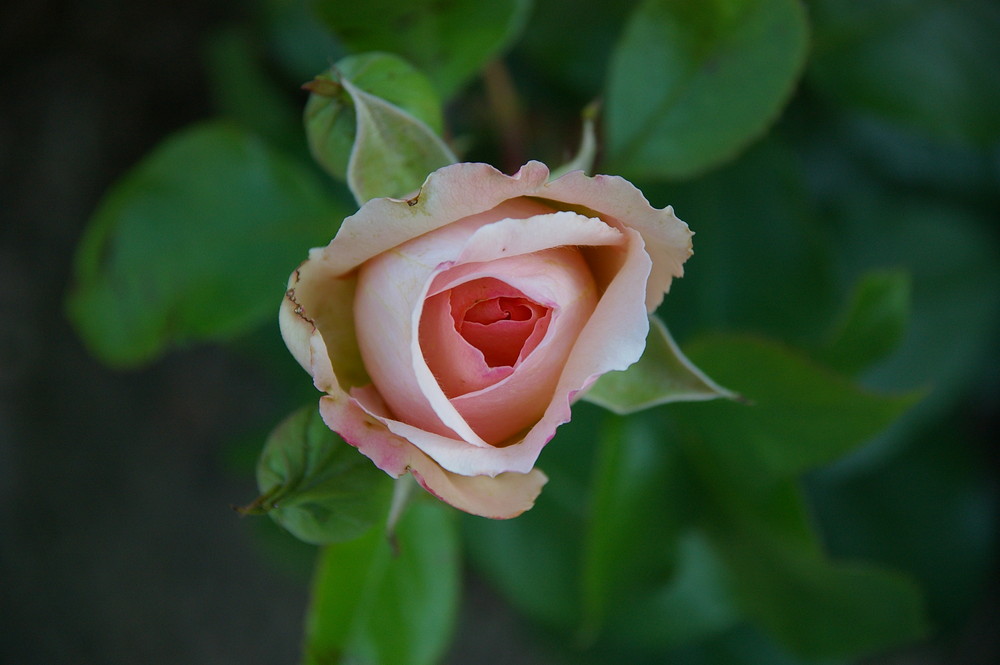 Rose de Maman