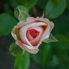 Rose de Maman