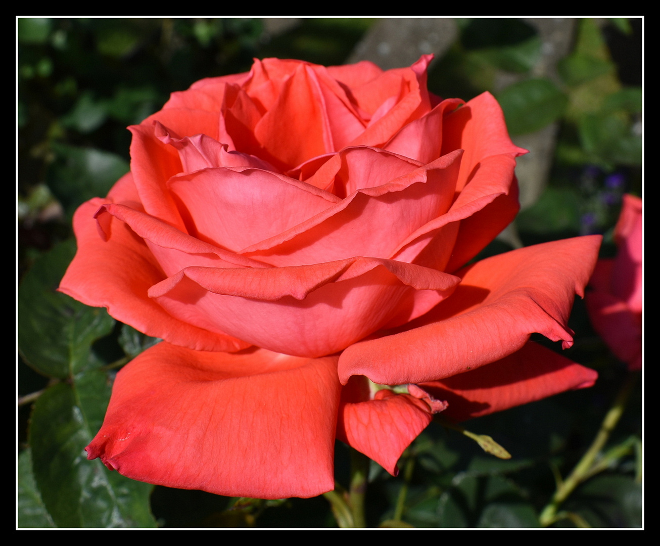 rose de mon jardin