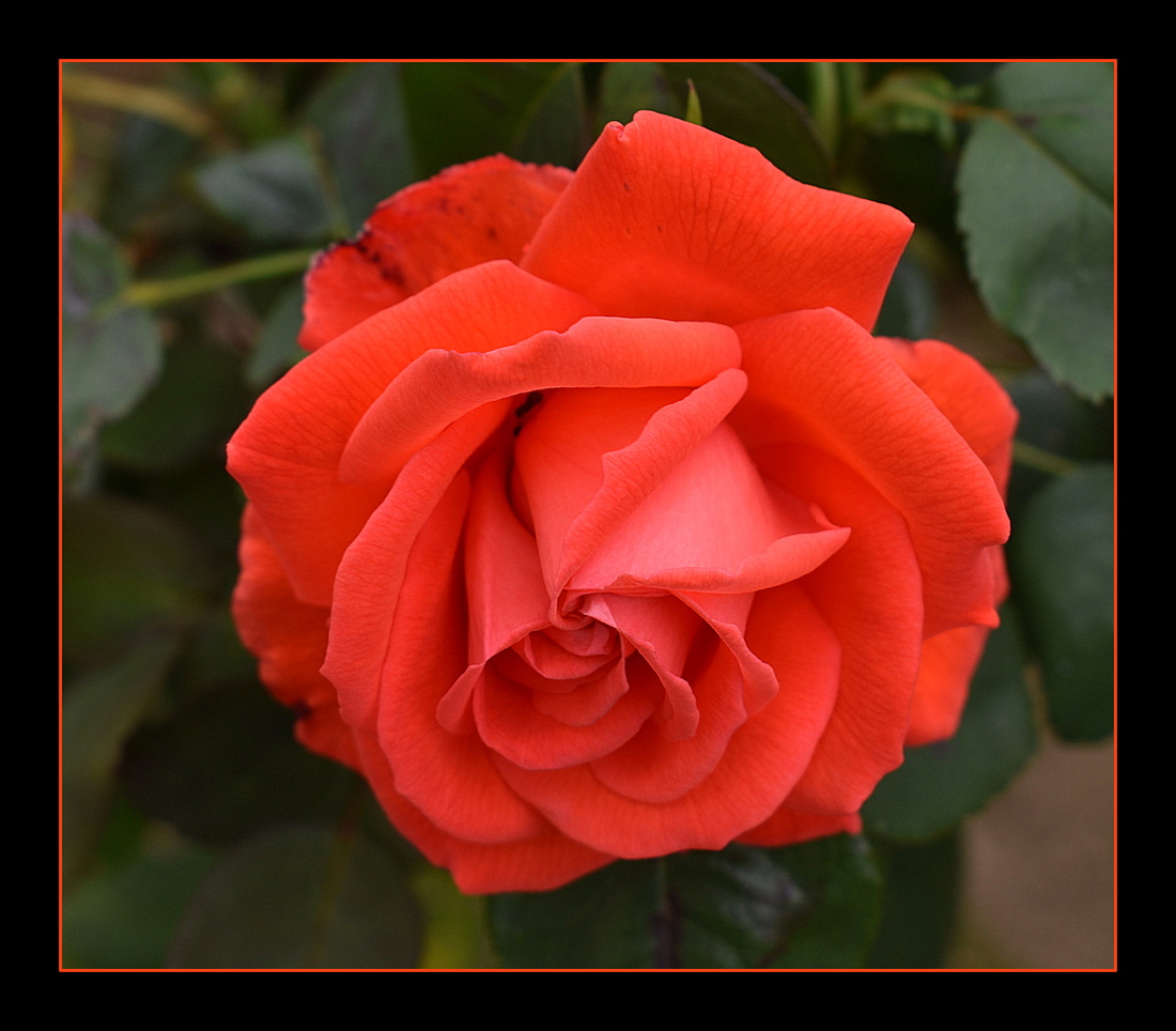 rose de mon jardin