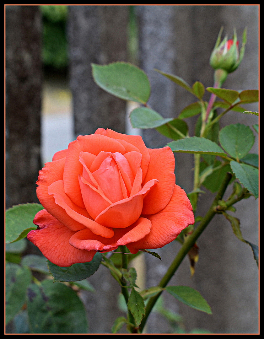 rose de mon jardin