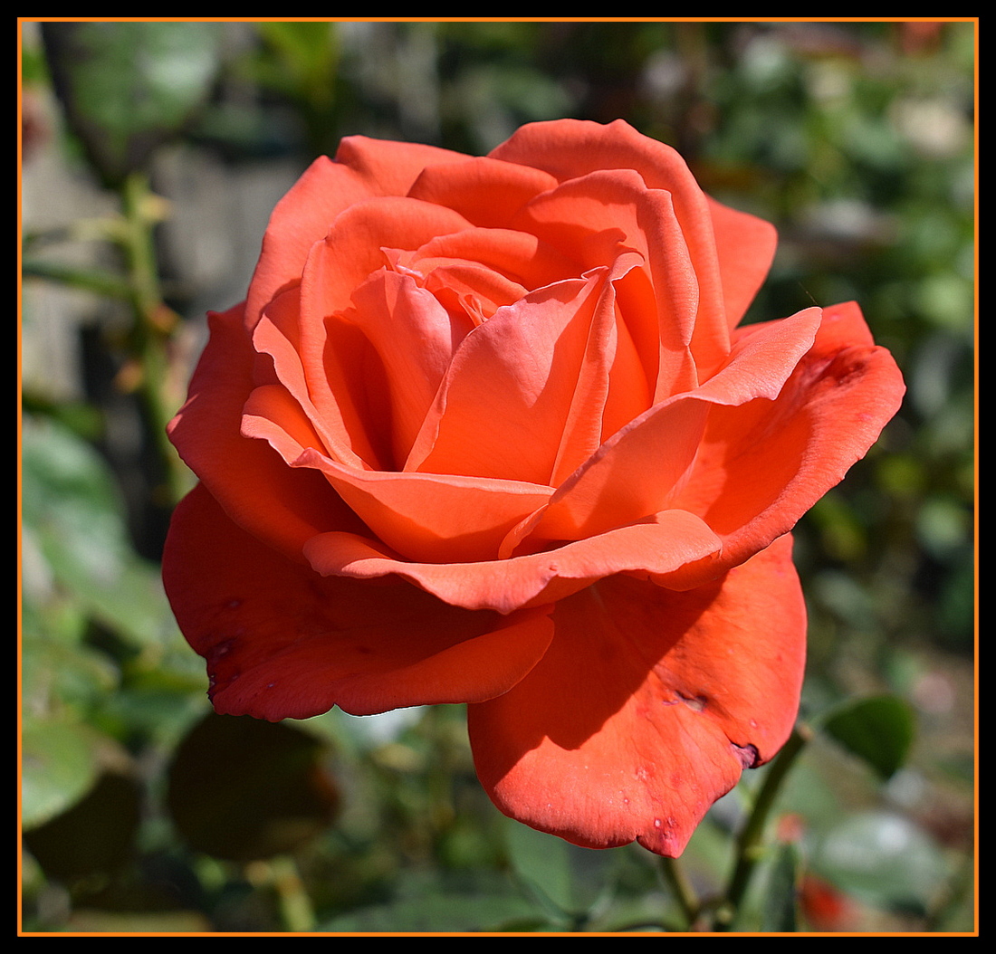 rose de mon jardin