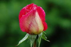 rose de mon jardin 3