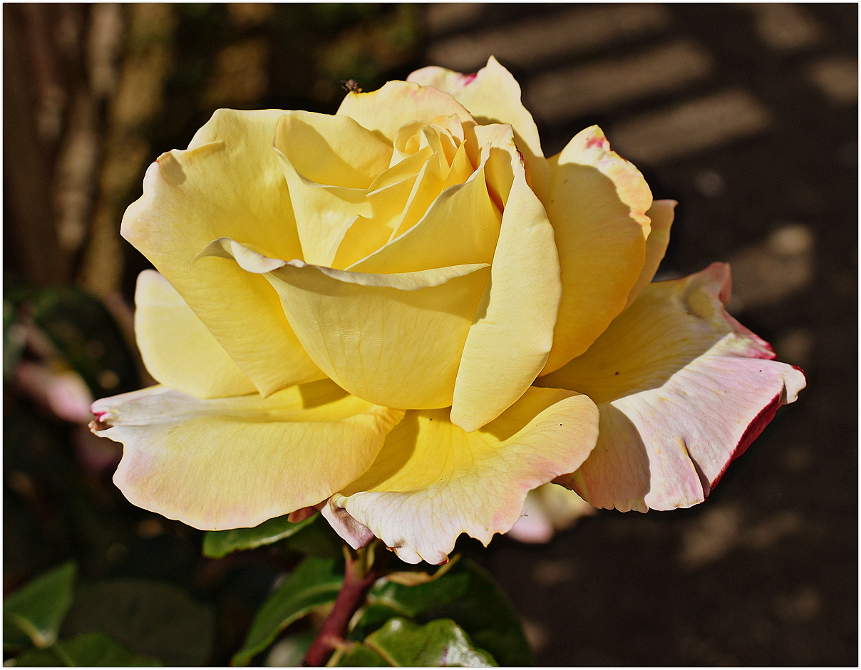 rose de mon jardin