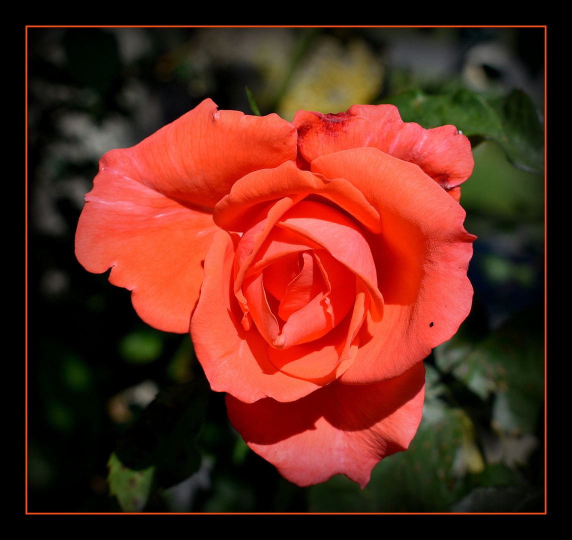 rose de mon jardin