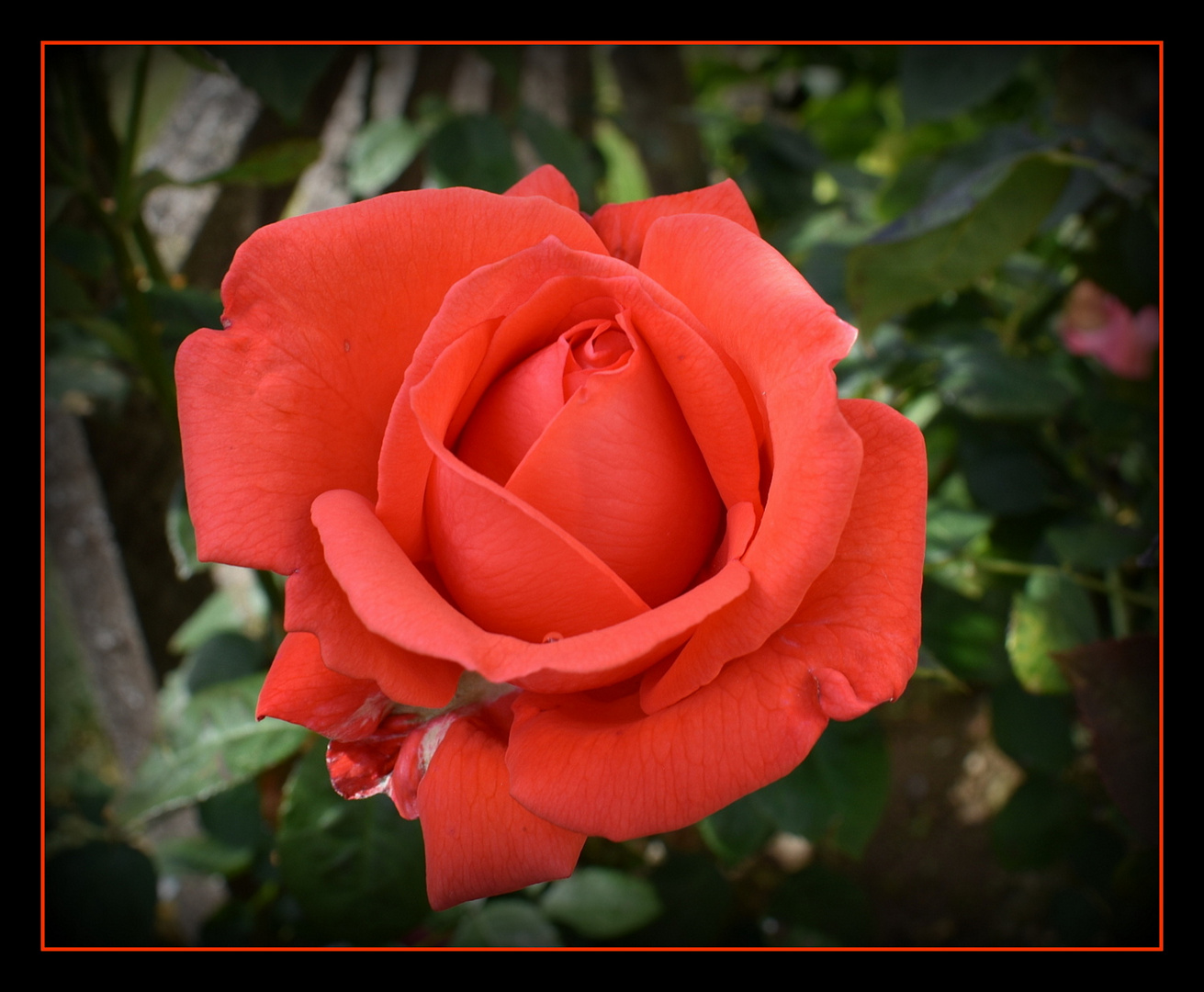 rose de mon jardin