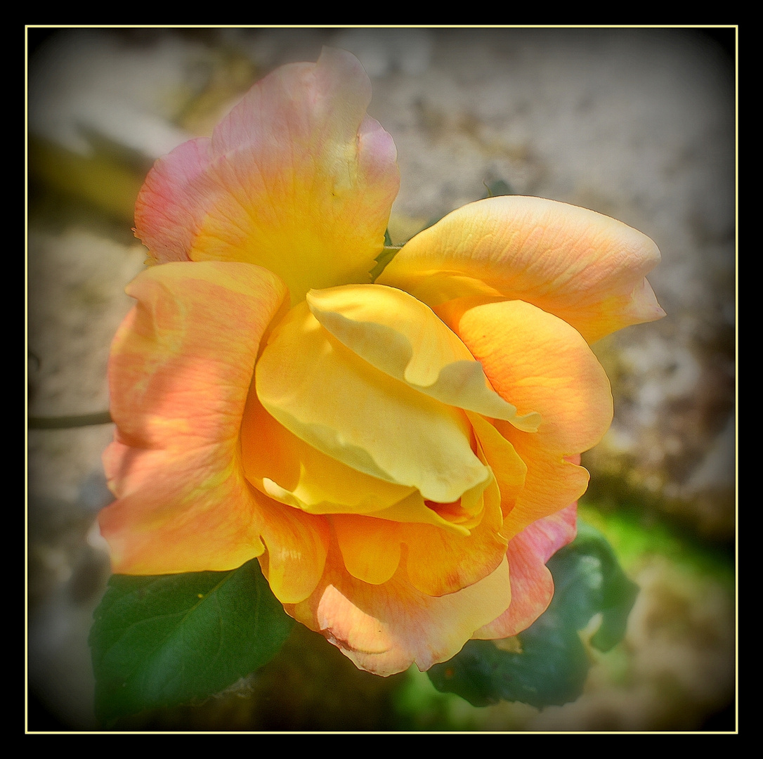 rose de mon jardin