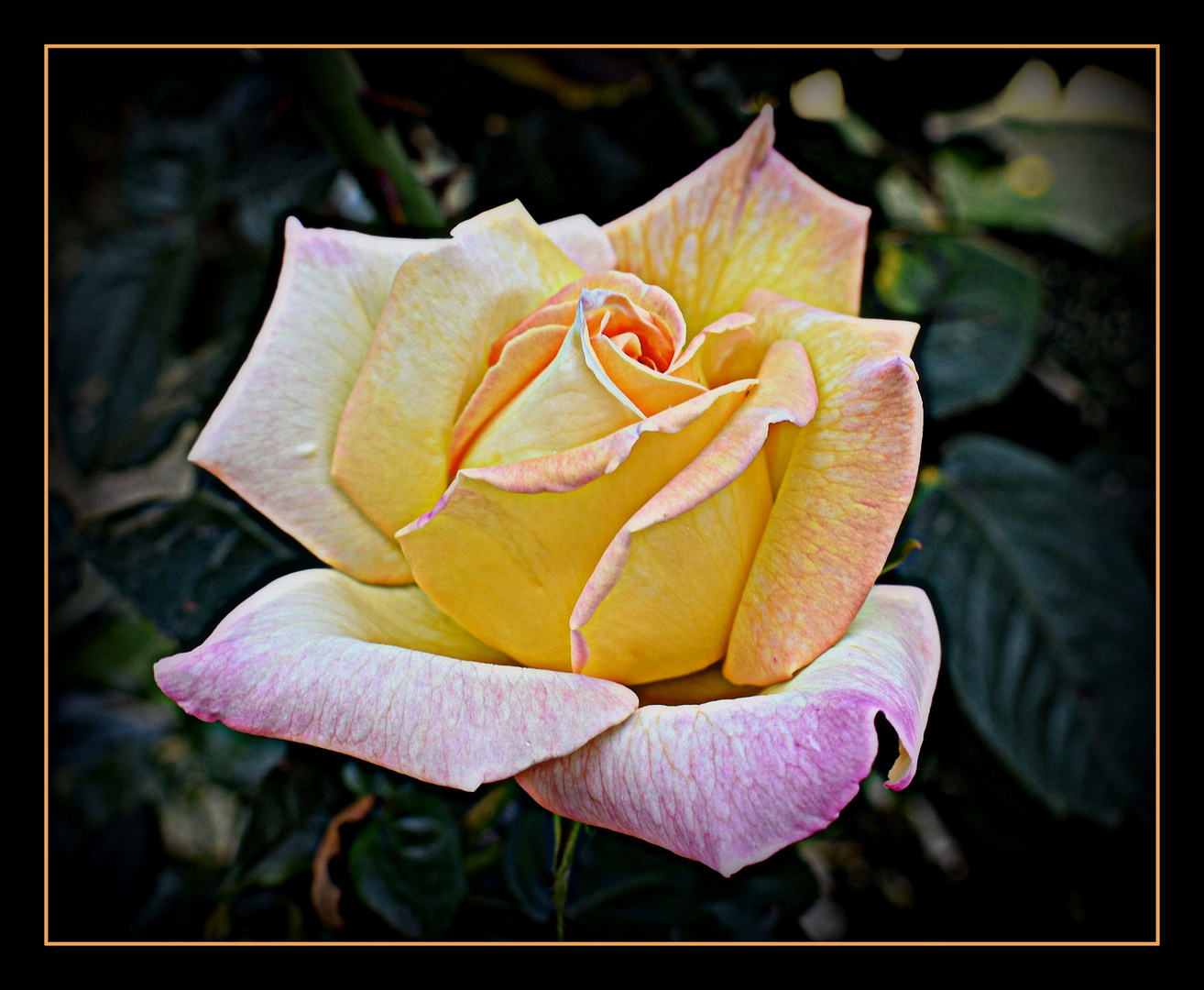 rose de mon jardin