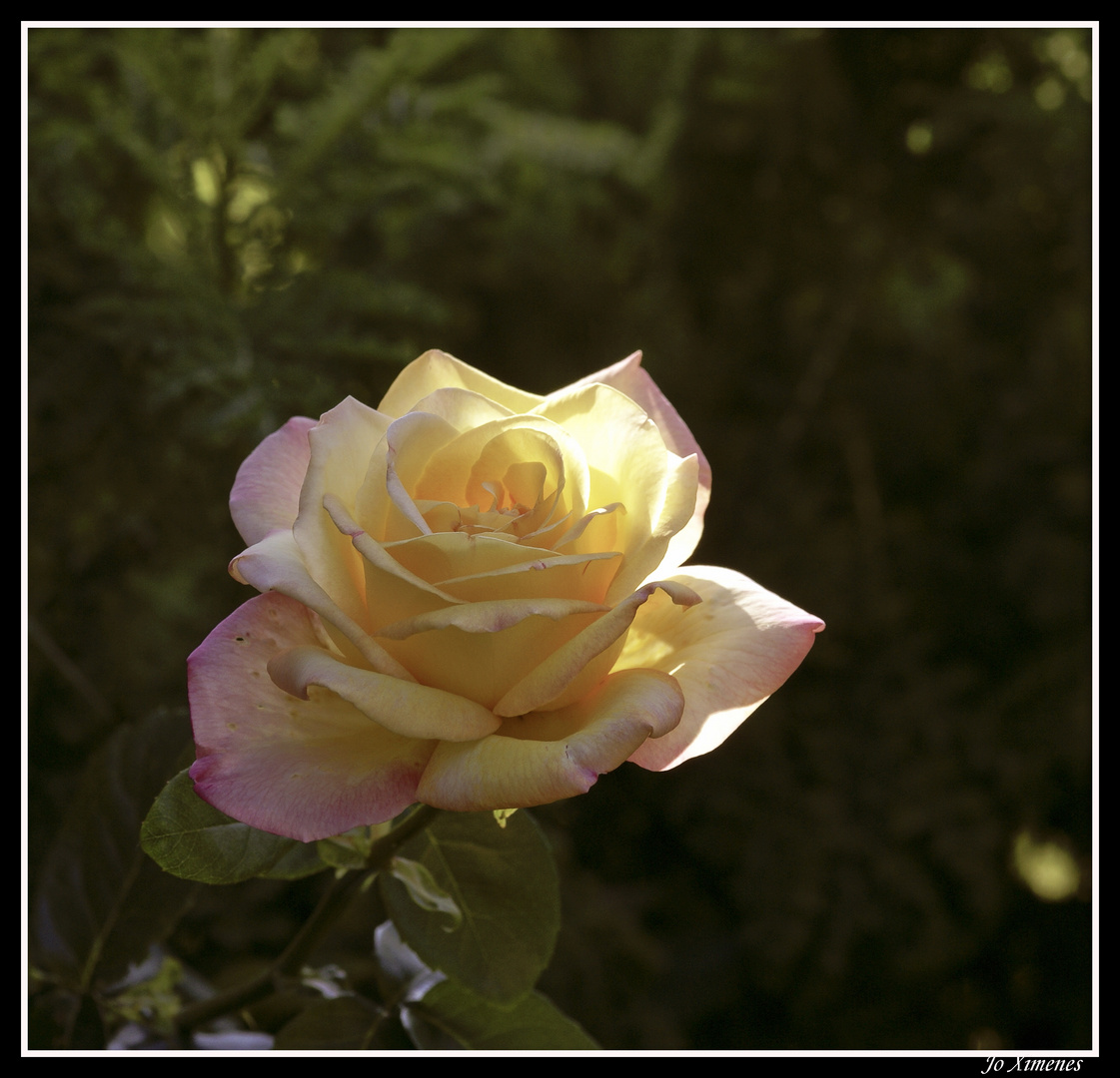 Rose de mon jardin