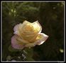 Rose de mon jardin de Jo Rubis