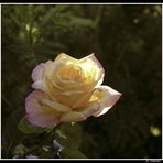 Rose de mon jardin