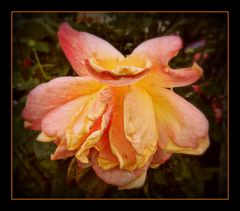 rose de mon jardin