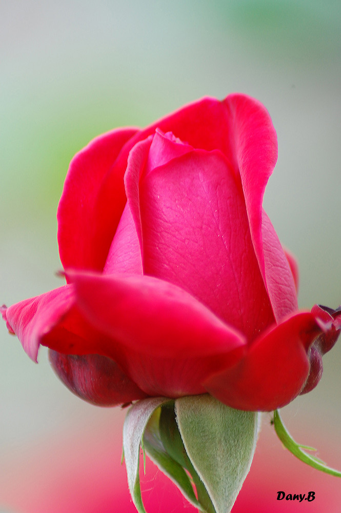 rose de mon jardin