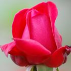 rose de mon jardin