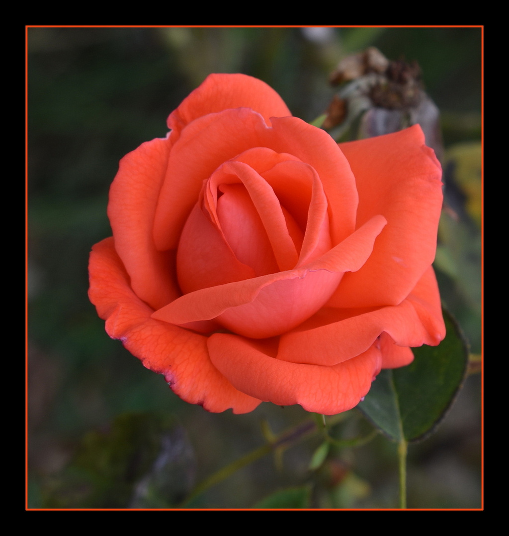 rose de mon jardin