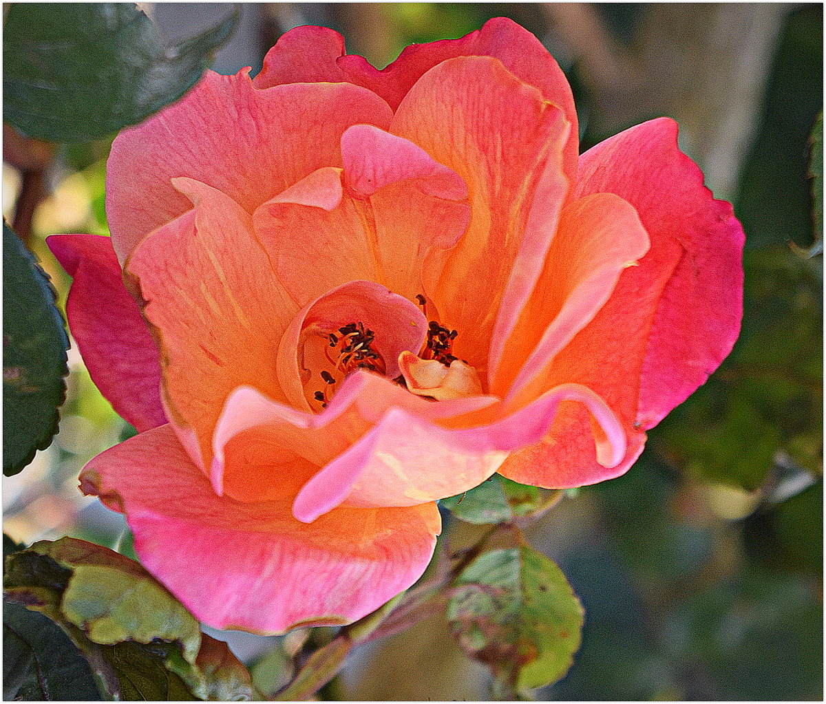 rose de mon jardin