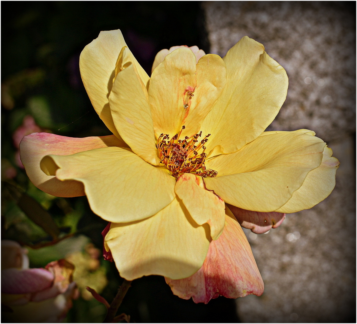 rose de mon jardin