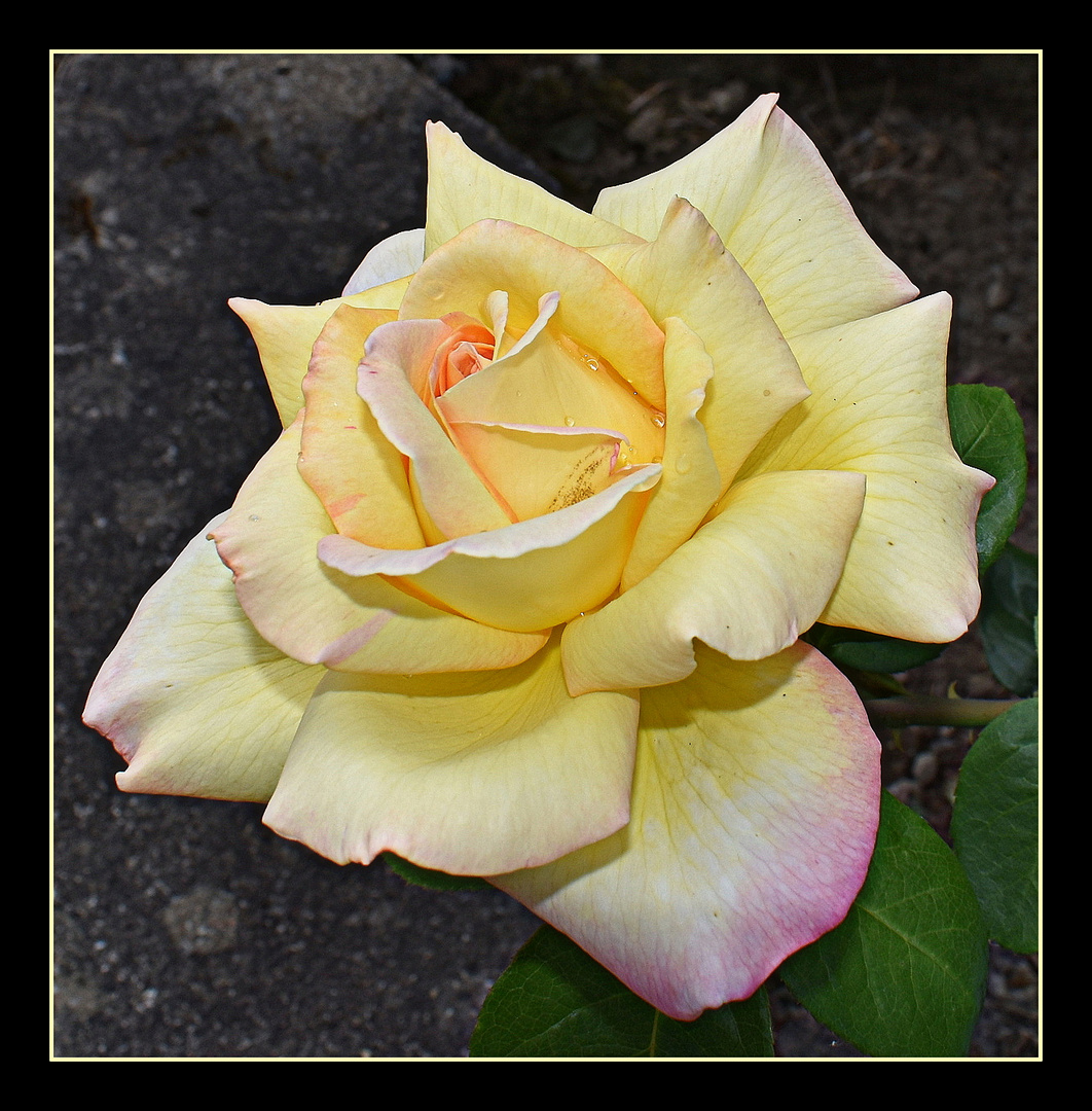 rose de mon jardin