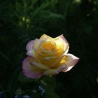 Rose de mon jardin