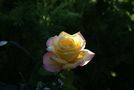 Rose de mon jardin de Jo Rubis