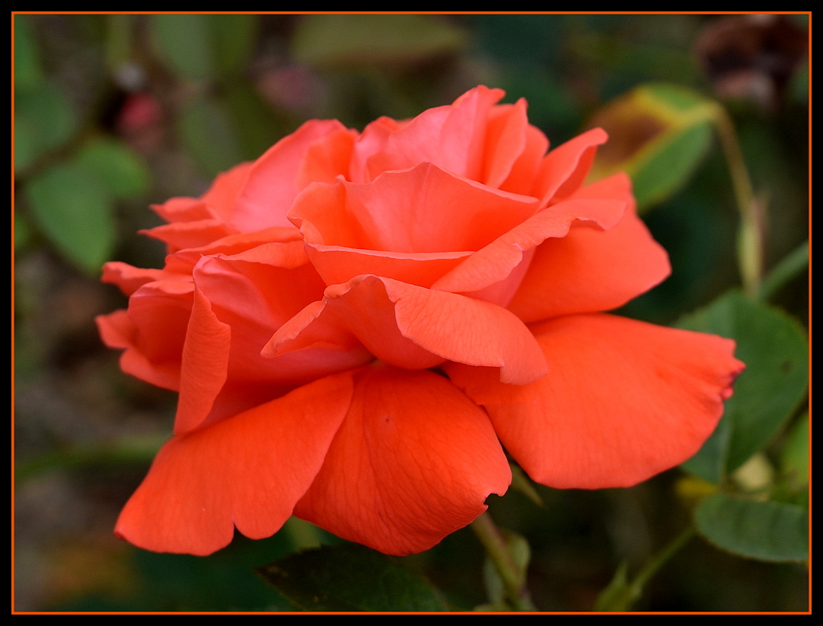 rose de mon jardin