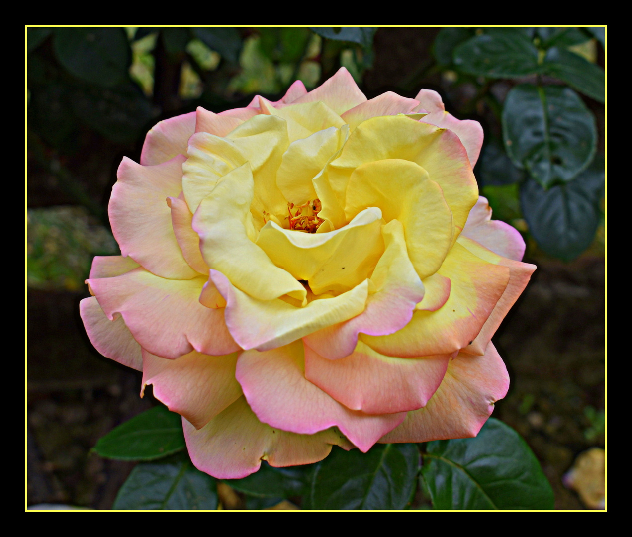 rose de mon jardin